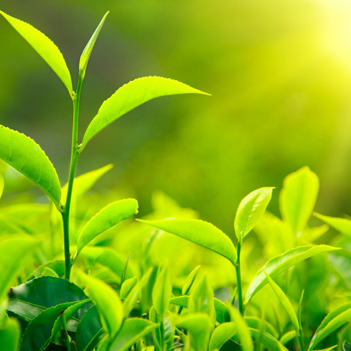 Premature Aging - 3 Must-Eat Foods for Longevity