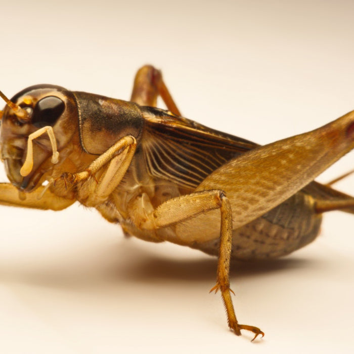 Cricket Flour (Cricket Powder) - A Complete Guide