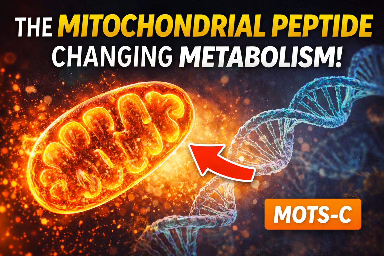 MOTS-C: The Mitochondrial Peptide That Improves Metabolic Flexibility and Performance