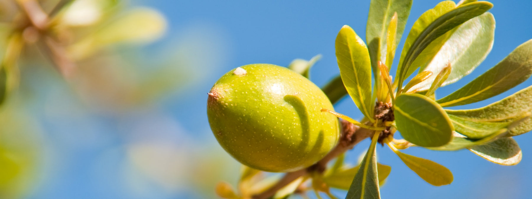 Argan Oil - Complete Guide to History, Uses, and Benefits