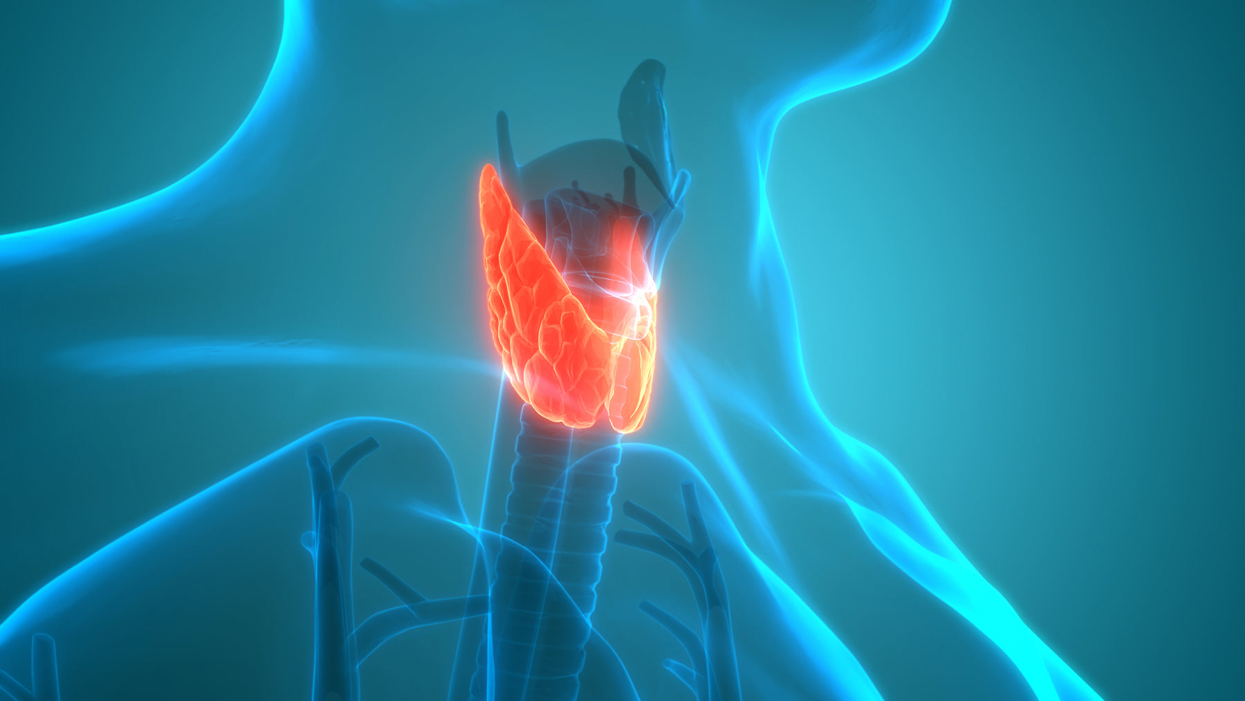 Thyroid Health: How Your Thyroid Gland Affects You (And How to Keep It Healthy)