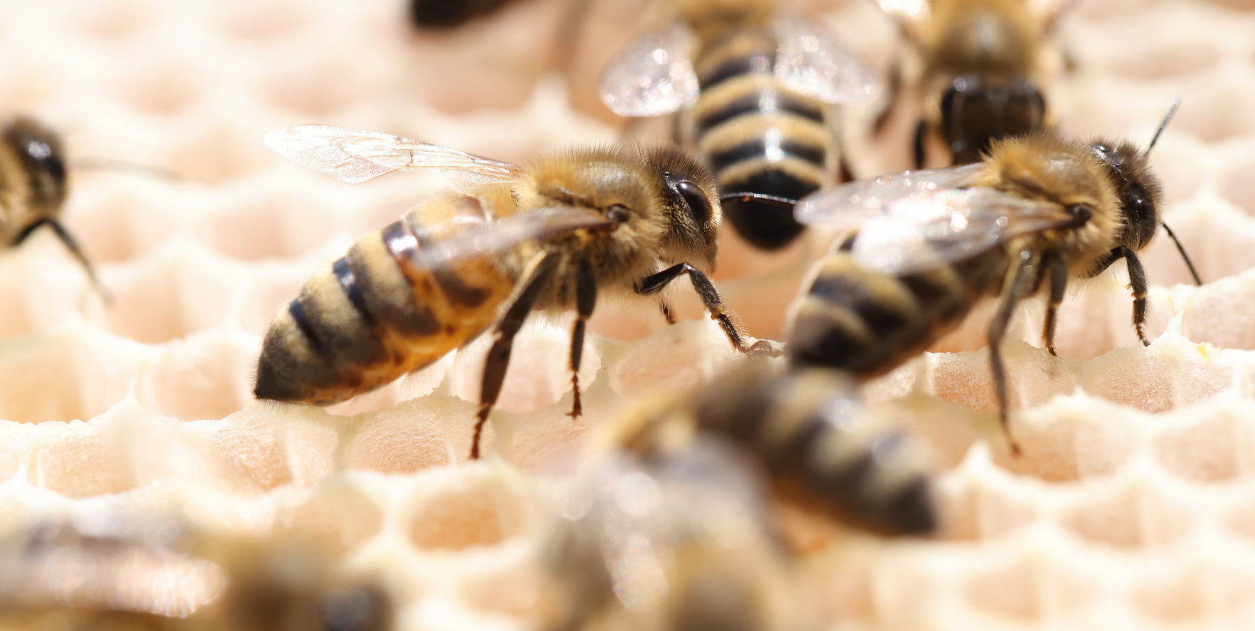 Bee Venom Therapy: How Does Apitherapy Work?