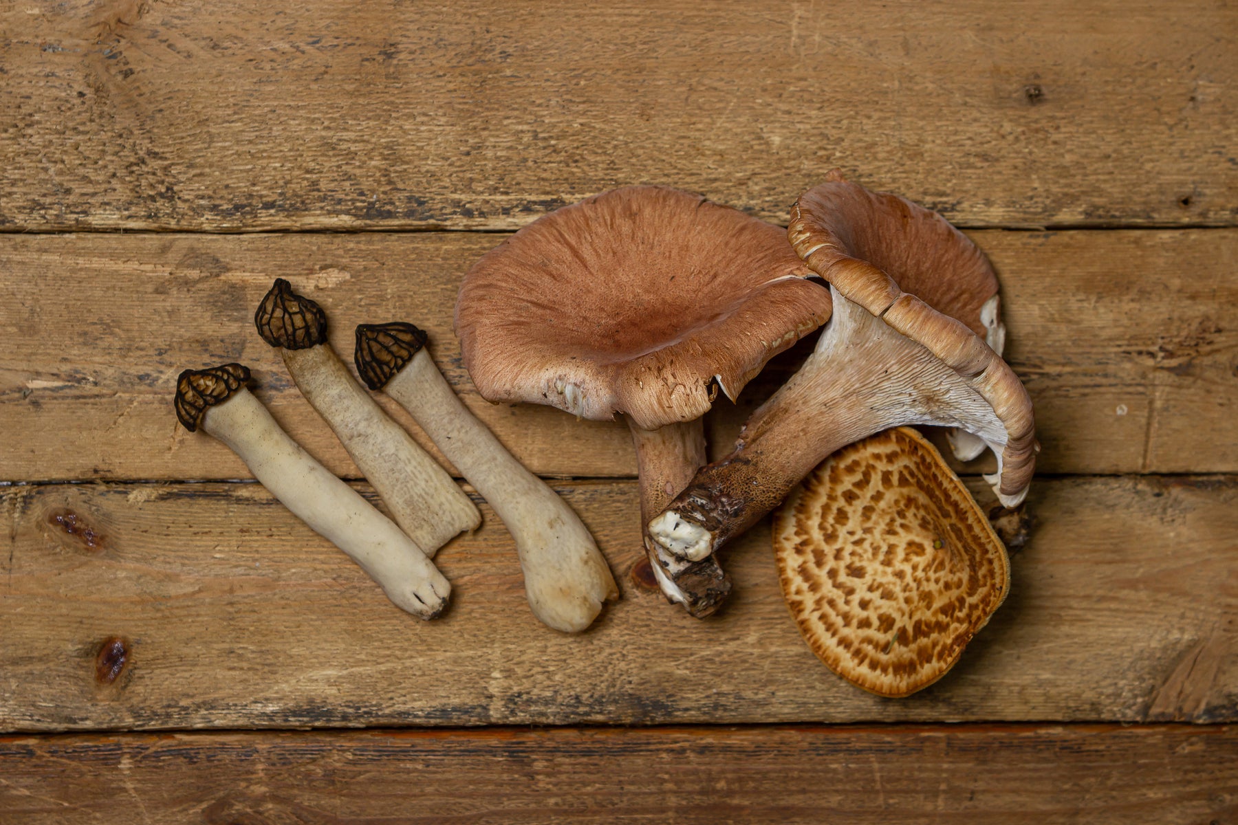 Make Room for Mushrooms! Positive Impact of Fungi on Your Body Chemistry