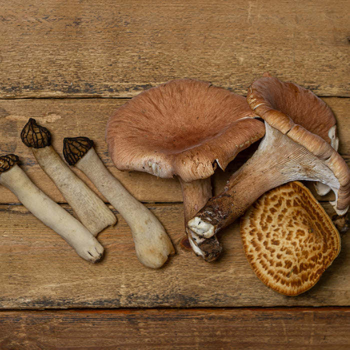 Make Room for Mushrooms! Positive Impact of Fungi on Your Body Chemistry