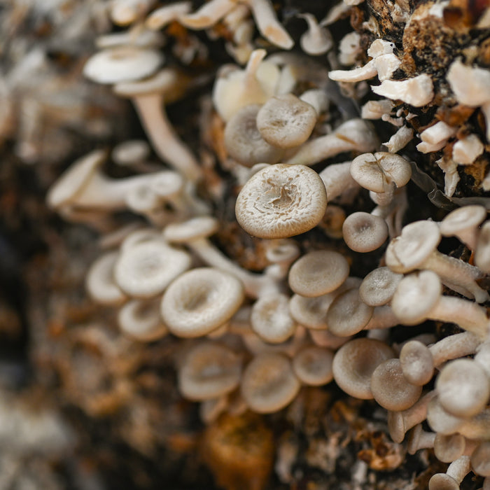 All About Shrooms: 5 Mushrooms That Can Benefit Your Health