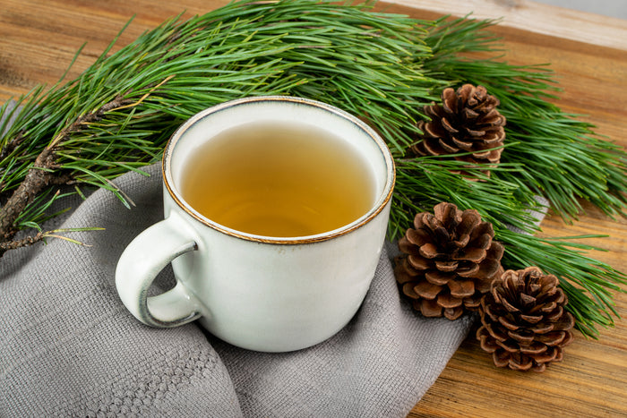 Is Pine Needle Tea Good for Your Health?