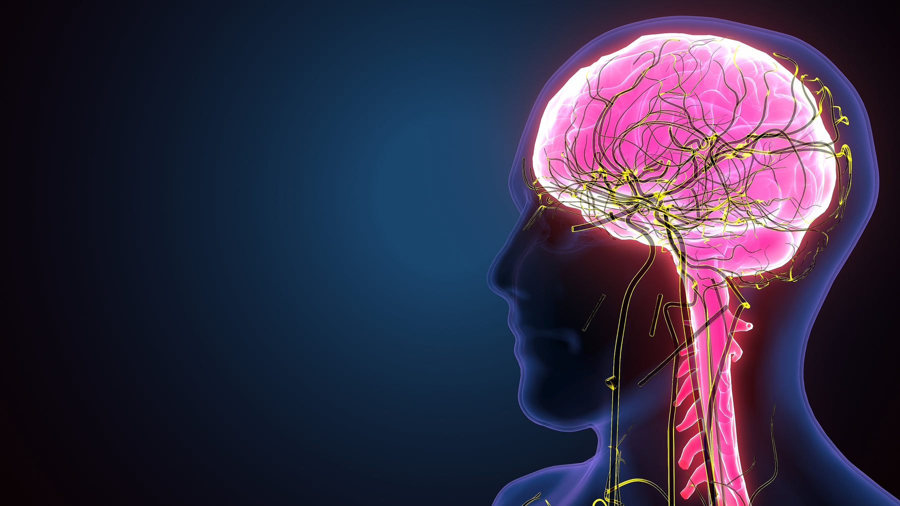 Meet Your Vagus Nerve: Parasympathetic Nervous System Anatomy