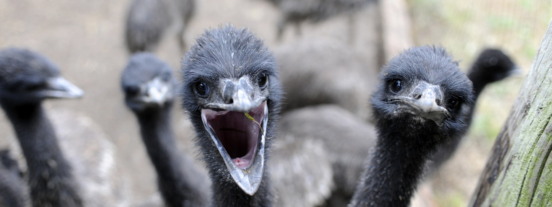 Emu Oil - History, Uses, and Benefits