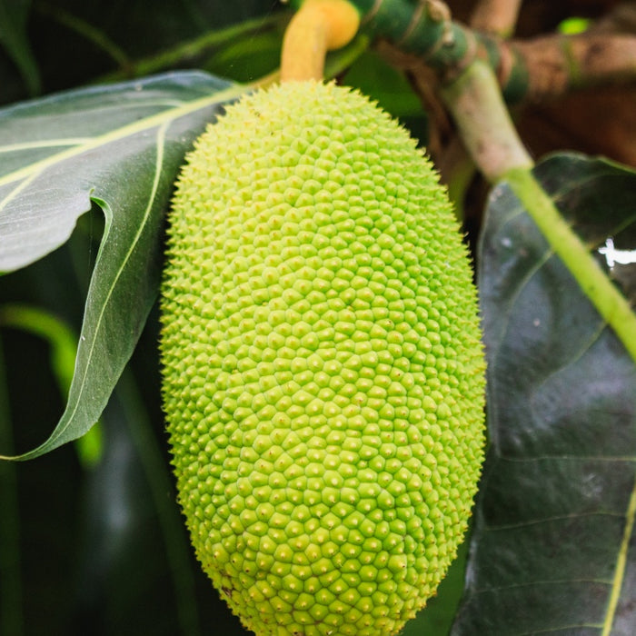 Jackfruit - The New Superfood for Health & Weight Loss?