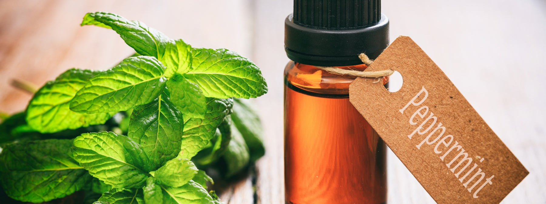 Peppermint Essential Oil - History, Uses, and Benefits