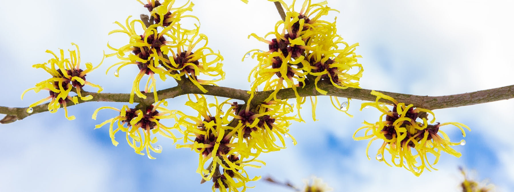 14 Witch Hazel Uses and Benefits